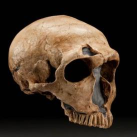 neanderthalensis_laferrassie_skull_3qtr_sq